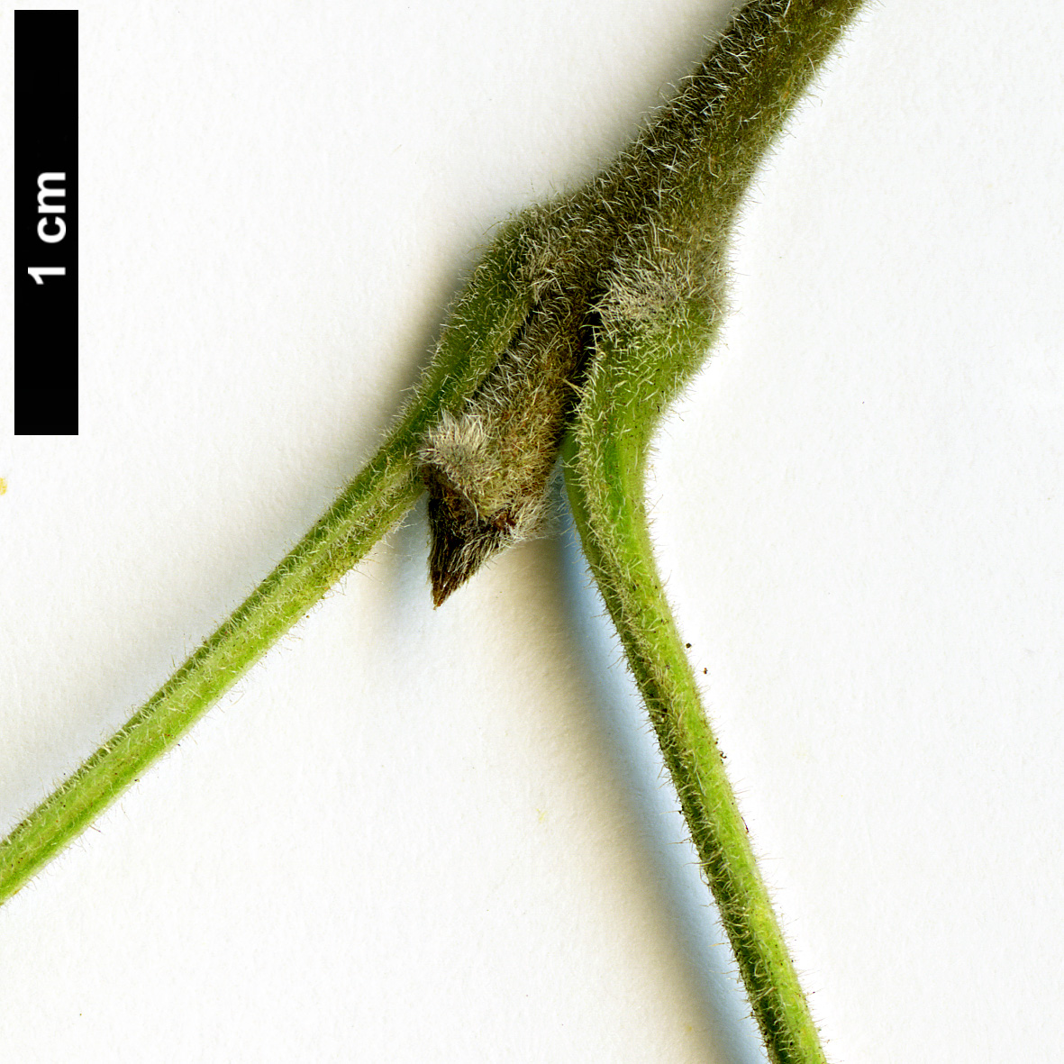 High resolution image: Family: Oleaceae - Genus: Fraxinus - Taxon: velutina - SpeciesSub: var. toumeyi High resolution image: Family: Oleaceae - Genus: Fraxinus - Taxon: velutina - SpeciesSub: var. toumeyi